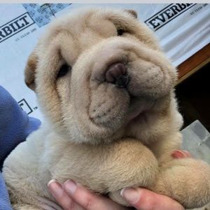 Meet your Posher, Ronna